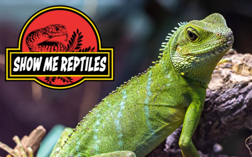 Show Me Reptiles & Exotics Show